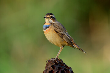 Bluethroat (Luscinia svecica), beautiful brown with blue and orange feathers on chest bird while perching on died lotus ball
