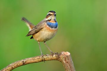 Bluethroat (Luscinia svecica), beautiful bright blue and orange feathers on its chest in tail wagging stance while perching on twig in nature