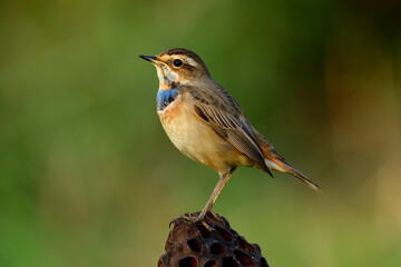 Fototapeta premium Bluethroat (Luscinia svecica), beautiful brown with blue and orange feathers on chest bird perching on dried lotus ball expose to sunlight in warm morning of Thailand