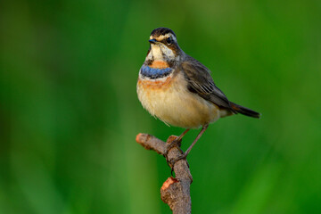 Bluethroat (Luscinia svecica), very fat beautiful bright blue and orange feathers on chest bird in tail wagging stance while perching on twig in nature