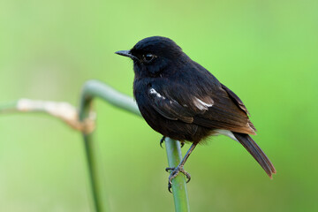 Calm chubby black bird sitting on bamboo stick over soft light in rice field on blur green background, Pied bushchat (Saxicola caprata)