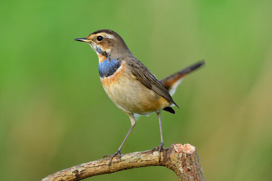 Bluethroat (Luscinia svecica), shine bird with bright blue and orange feathers on its chest perching on wood stick in tail wagging stances