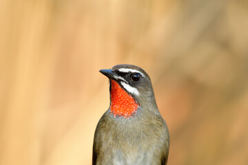 Close up of fascinated brown bird with bright red feathers look alike velvet ruby stone on its neck and sharp focus with sun light in his eyes, male of Siberian rubythroat (Calliope calliope)