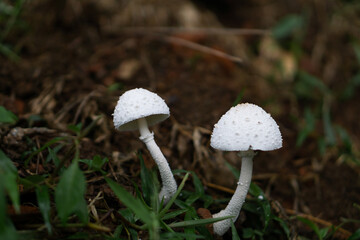 mushroom started growing when monsoon enters