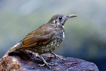 Dark-sided thrush (Zoothera marginata) beautiful dark brown with long bill and short legs bird standing on rock in nature showing its fine side feathers