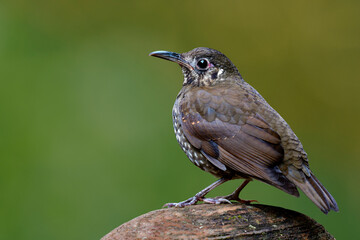 Fototapeta premium Dark-sided Thrush (Zoothera marginata) camouflage brown bird with long bill calmly perching on clean rock in nature over blur green background environment