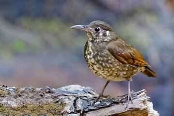 Dark-sided thrush (Zoothera marginata) Mysterious dark brown with long bill and short legs bird standing on rock in nature showing its front feathers profile