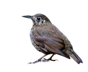 Dark-sided Thrush (Zoothera marginata) mysterious dark stripe brown bird with long bill showing side to back feathers profile isolated on white background
