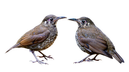 Dark-sided Thrush (Zoothera marginata) mysterious dark scaly brown bird with long bill details from head face body wings tails legs and feet isolated on white background