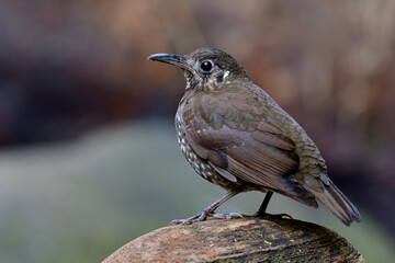 Dark-sided Thrush (Zoothera marginata) the dark stripe brown bird with long bill calmly perching on clean rock in nature