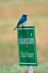 Environmental care, lovely small blue bird perching on Plantation Nursery sign in calm and peaceful moment