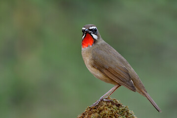 Fascinated brown bird has bright red feathers which look like velvet ruby stone on its neck perching on green spot, male of Siberian rubythroat (Calliope calliope)