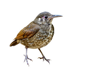 Fascinated dark brown has long bill bird details from head face body wings belly feathers legs and feet isolated on white background, lovely puppet bird