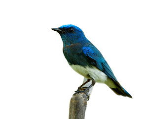 Fascinated lovely blue and white bird perching on wooden stick isolated on white background, Zappey's flycatcher (Cyanoptila cumatilis)