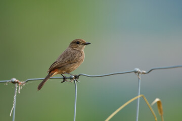 Female of Pied bushchat (Saxicola caprata) sexy brown stripe bird perching on metal wiere fence over warm sunlight in morning of  harvesting season, exotic nature