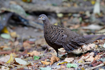 Female of Grey or Burmese peacock-pheasant (Polyplectron bicalcaratum) large camouflage with velvet blue spots on it feather and tail living on its habition tree leafs