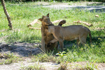 Two big lion in nature. Wild african animals