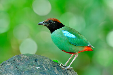 Fresh bright green bird with red vented black face and brown head calmly perching on clean log in nature, Chestnut-crowned or Hooded pitta (Pitta sordida) during breeding season in Thailand