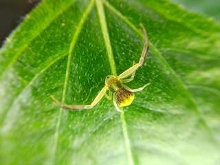 Poisonous spider inside green leaf. Arachnophobia concept, fear of spider. Spider bite or fingering. Spider on spider web. Jumping Spider.