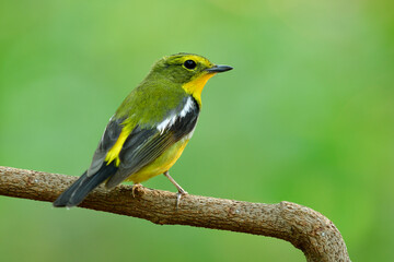 Green-backed Flycatcher (Ficedula elisae) beautiful colorful with yellow on belly and rump to green back and wings bird perching on tree branch over fine green background