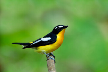 Happy colorful yellow bird with black wings perching wooden branch in nature, Male of Yellow-rumped...