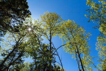 trees against blue sky