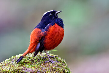 Happy fat brown body and black wings with white feathers on its head peaceful perching on mossy ground taken from Doi inthanon national park, Thailand