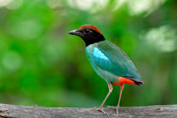 Hooded pitta (Pitta sordida) beautiful green bird with brown head black face and red tail fully standing on wooden log showing its back feathers profile
