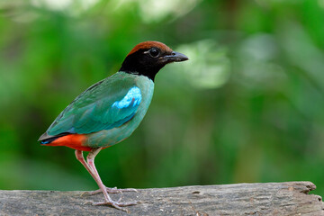 Obraz premium Hooded pitta (Pitta sordida) beautiful green bird with brown head black face and red tail fully standing on wooden log in nature, exotic wild animal