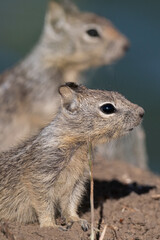 Ground squirrel pup on a rock with adult in background