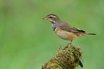Lovely bird taking fresh worm meal in his bills while perching on mossy post over blur green background in nature, Male of Bluethroat a beautiful creature