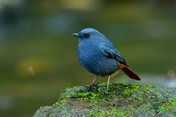Lovely blue and grey bird with rufous tail perching on grassy rock in stream over near by waterfall in nature, male of Plumbeous Water Redstart (Phoenicurus fuliginosus)