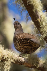 California quail female perched in a tree