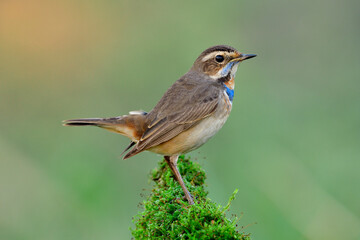 Lovely brown bird with bright blue feathers on its chest calmly perching on mossy grass over fine green background with sun ray, bluethroat (Luscinia svecica)