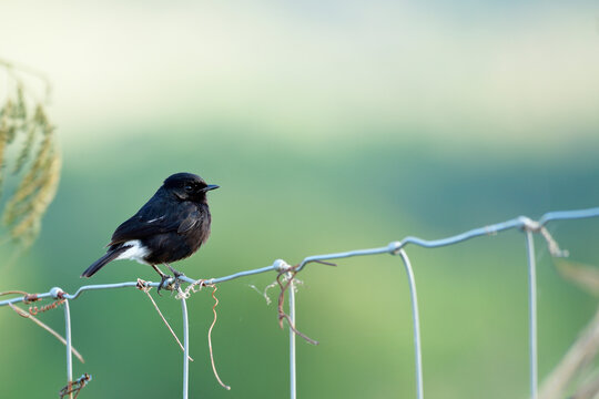 Lonely black bird sitting on wire fench over warm light in meadow field over far green background, Pied bushchat (Saxicola caprata)