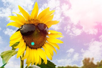 Sunflowers wearing sunglasses on a sunny day.