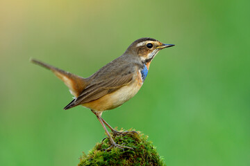 Fototapeta premium Male of Bluethroat (Luscinia svecica) beautiful brown with blue and orange feathers on its chest bird happily standing on mossy spot over fine blur green background, exotic animal