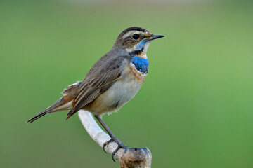 Male of bluethroat (Luscinia svecica) Beautiful pale brown with velvet blue feathers on breast calmly perching on wooden branch over green background