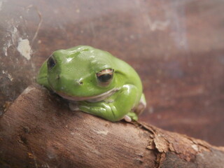 枝の上で休むモリアオガエル