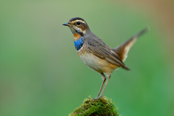 Male of Bluethroat (Luscinia svecica) lovely brown bird with blue and orange feathers on its chest happily perching on mossy spot in nature, fascinated animal
