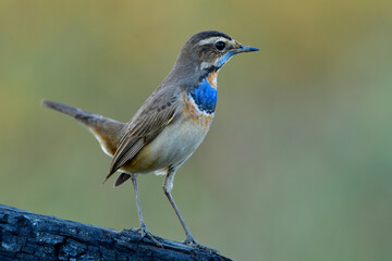 Male of bluethroat (Luscinia svecica) funny pale brown with velvet blue feathers on breast perching on burned log with tail wagging