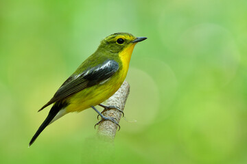 Male of Green-backed Flycatcher (Ficedula elisae) beautiful yellow belly and rump to green back and wings bird perching on tree branch over fine green background in nature