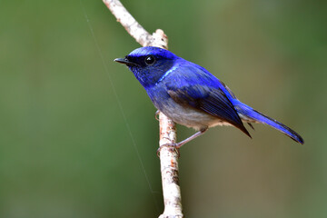 Male of Small niltava (Niltava macgrigoriae) small dark blue to pale grey bird with velvet feathers on its neck perching on thin branch in forest, amazed animal