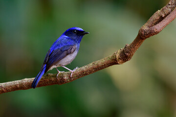 Male of Small niltava (Niltava macgrigoriae) small dark blue to pale grey feather bird has beautiful song while singing on tree branch, exotic animal