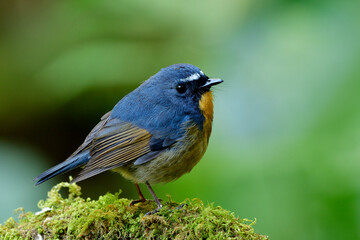 Male of Snowy-browed Flycatcher (ficedula hyperythra) lovely small blue and brown bird with white eyebrow perching on mossy wooden in nature broadwalk, fascinated wild animal