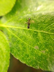 small wasp, also known as Rhynchium or potter wasps on green leaves

