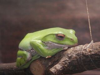 枝の上で休むモリアオガエル