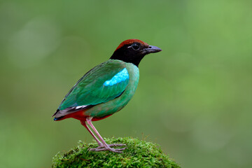 Most beautiful wild green bird with brown head black face and red tail fully standing on mossy grass top over fine blur background in nature, Hooded pitta (Pitta sordida)