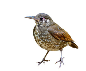 Mysterious dark brown with long bill bird crispy details from head face body wings belly legs feet and tail isolated on white background, Dark-sided thrush (Zoothera marginata)