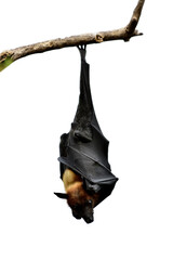 Mysterious Lyle's flying fox (Pteropus lylei) big fruit bat hanging downward from dried tree branch over white background, exotic wild animal